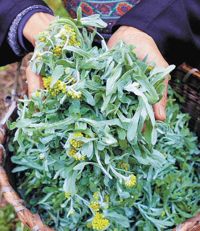 中药泡澡:将茵陈蒿和艾叶泡在水里后进行煎煮,先大火后小火,煎煮出来