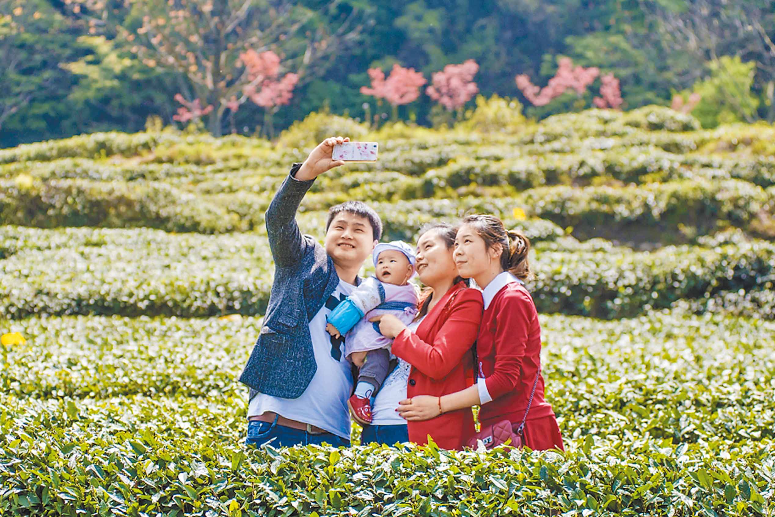 茶旅融合发展,不少游客前往茶园观光.