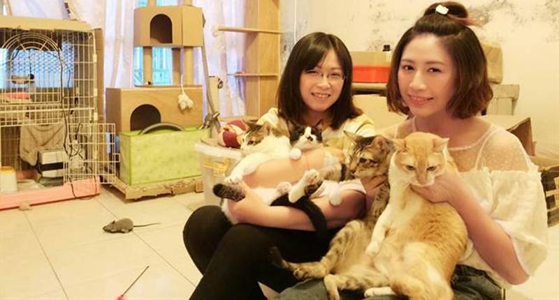 陪著KittyQiu長大的5隻貓咪以13至19歲的年齡相繼去世,從此二姐家成為她的生活寄託,這裡屋外院子與室內二三樓總計養了20幾隻貓。(謝瓊雲攝)