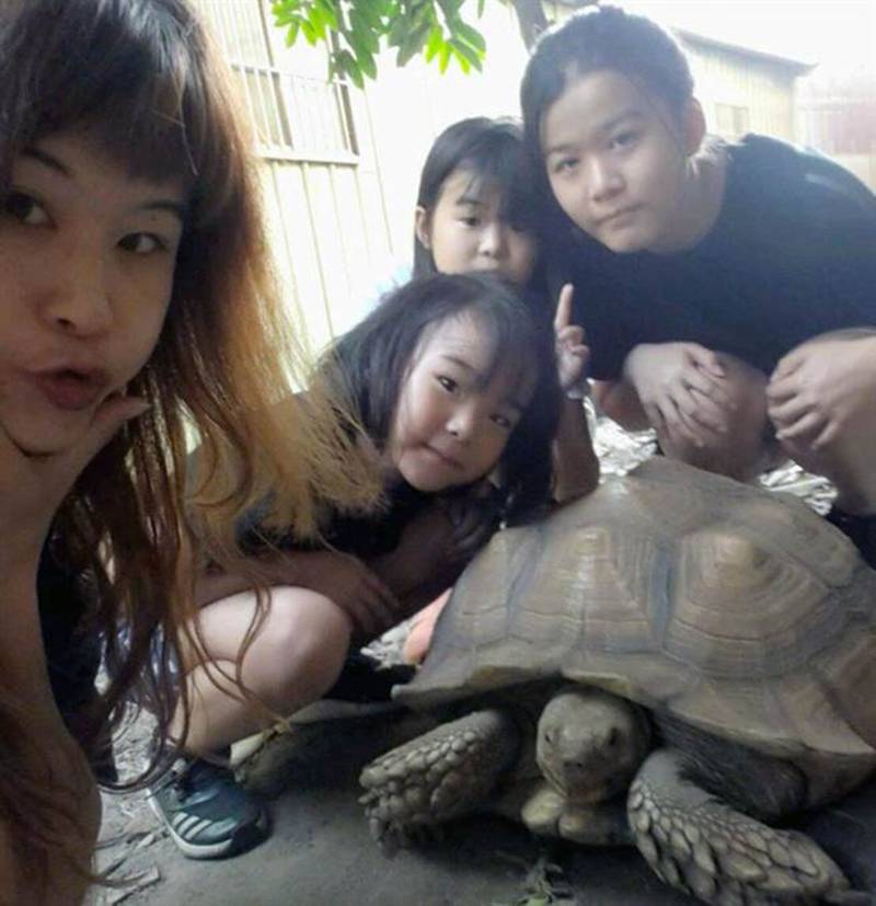張豆豆(左)飼養的象龜已經12年,比3個女兒年紀大,寶貝女兒們也都愛極了這位「龜兄」。(吳敏菁攝)