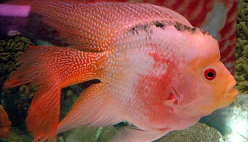 「神仙美人魚」擁有花羅漢的飽滿圓厚、血鸚鵡的色澤,加上神仙魚高貴幽雅個性。(林和生攝)
