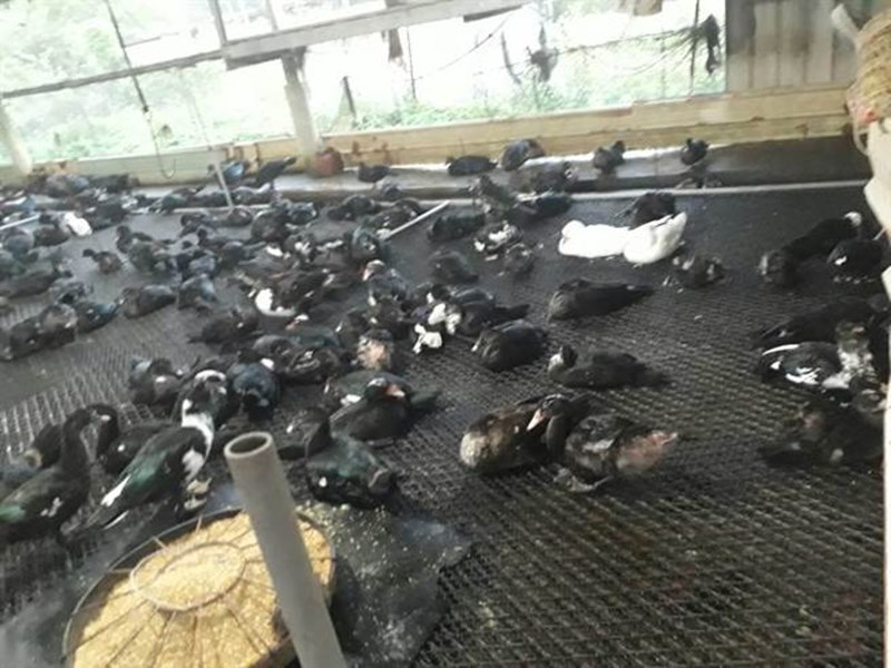 老地方薑母鴨自己飼養鴨子,還採用五穀飼料,讓鴨肉更加Q彈有勁。(賴佑維攝)