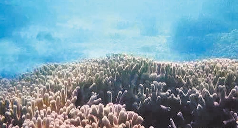 三沙永樂藍洞深處的珊瑚和其他原始生態生物群。(取自微信國家海洋預報台)