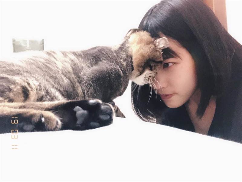 張家瑜飼養美短捲耳貓「Q欸」,建立9年「革命情誼」。(張家瑜提供)