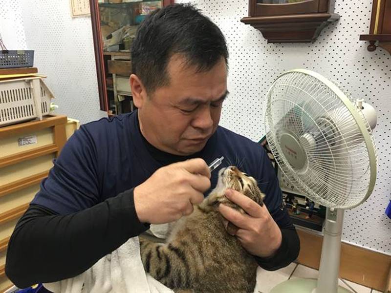 鄭榮貴細心地為病貓想想餵藥。(廖素慧攝)